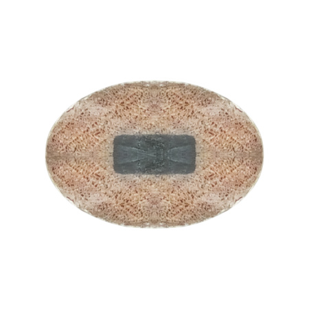 Карандаш овальный, твердо-мягкий (ВН), желтый LEKON 014113; 11614375